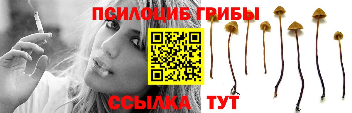 Псилоцибиновые грибы мицелий Губкинский